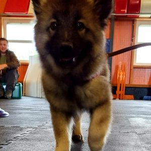 Hond krijgt cursus op rubber hondenvloer